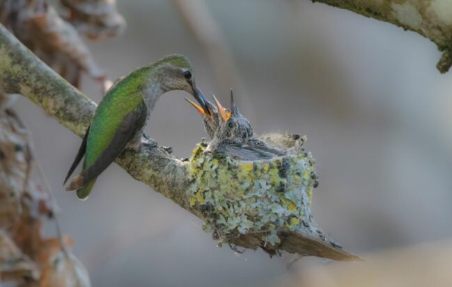 Protected Anna's hummingbird nests monitored by local B.C. Community Nest Finding Network (Photo: Coast Protectors)